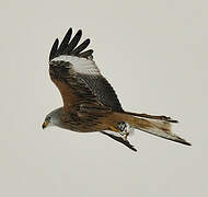 Red Kite