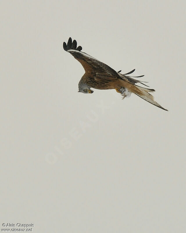 Red Kiteadult, identification, Flight, feeding habits, Behaviour