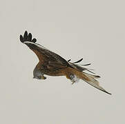 Red Kite