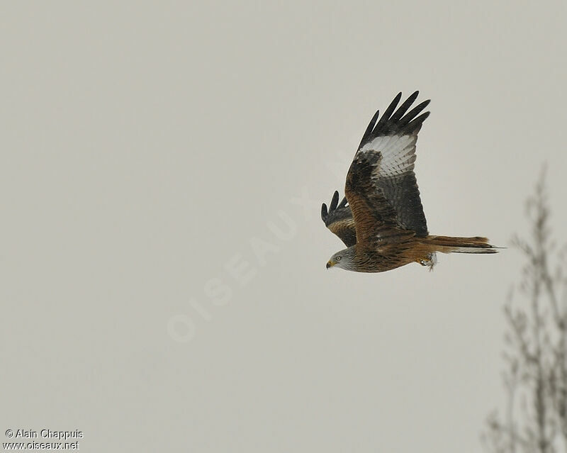 Red Kiteadult, identification, Flight, feeding habits, Behaviour