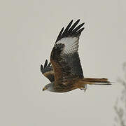 Red Kite