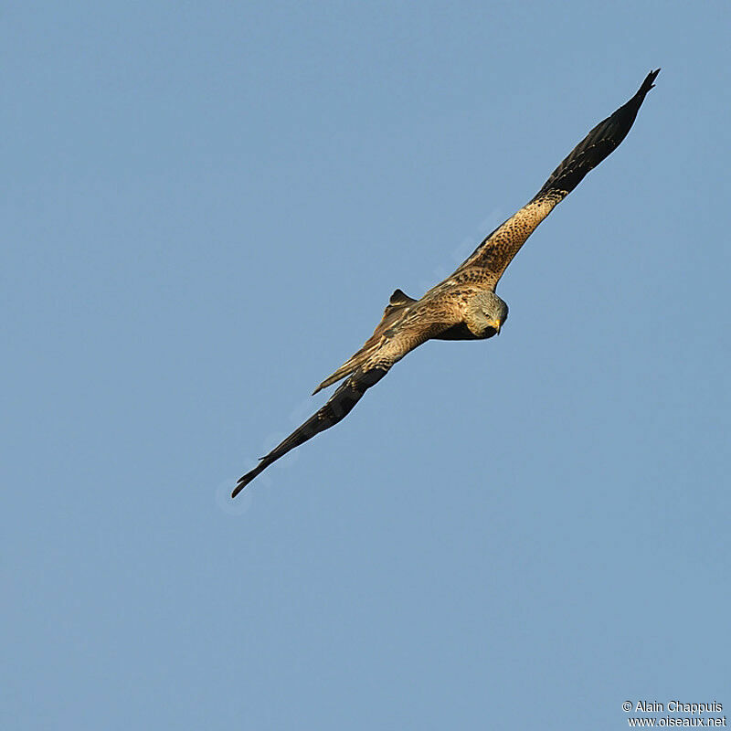 Red Kiteadult, identification, Flight, Behaviour