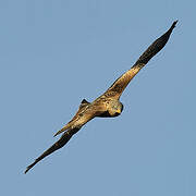 Red Kite