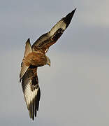 Red Kite