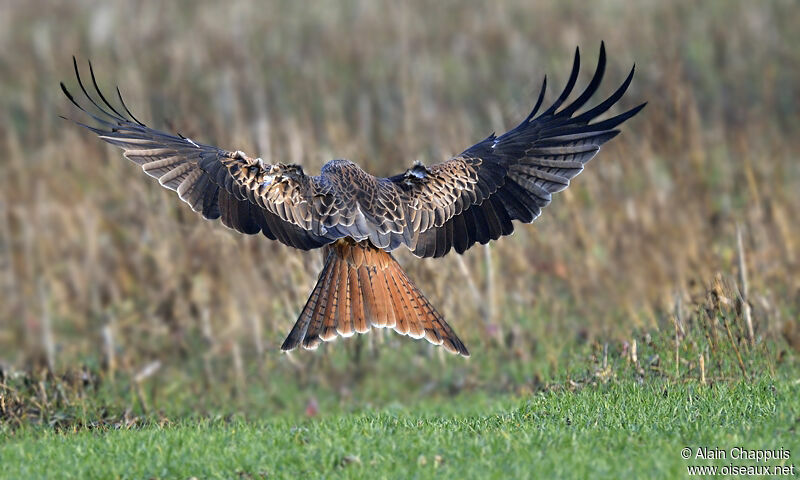 Red Kiteadult, pigmentation, Flight, Behaviour