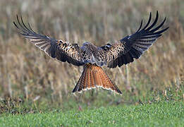 Red Kite