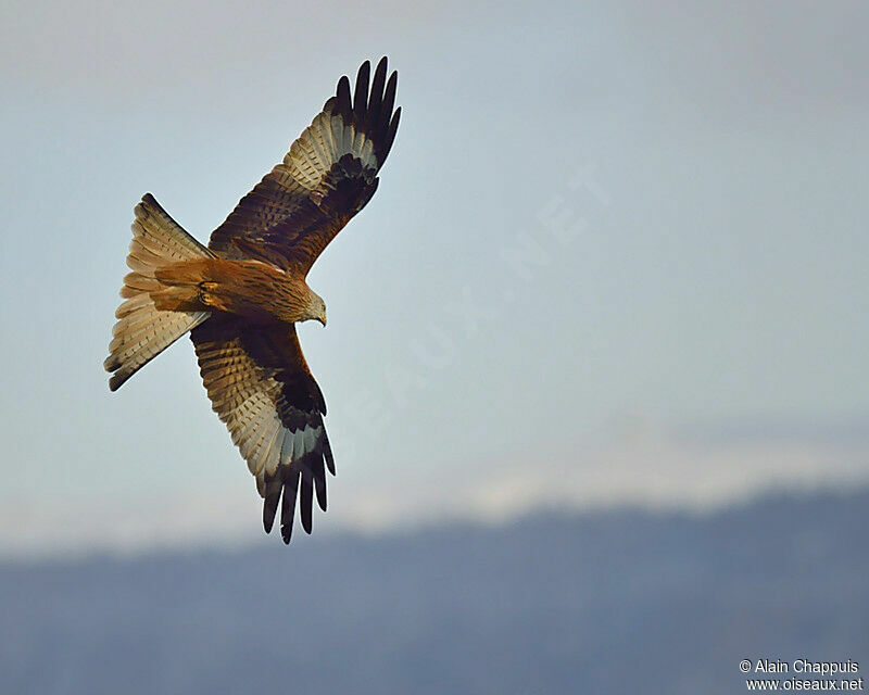 Red Kiteadult, identification, Flight, Behaviour