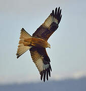 Red Kite