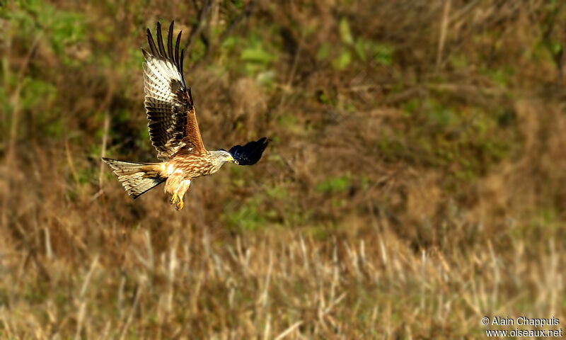 Red Kiteadult, identification, Flight, Behaviour