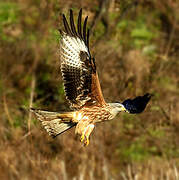 Red Kite