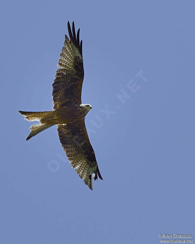 Red Kiteadult, identification, Flight, Behaviour