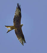 Red Kite