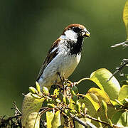 Italian Sparrow