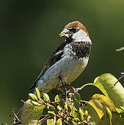 Italian Sparrow