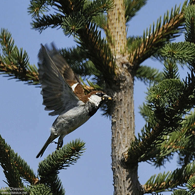 Moineau cisalpin mâle adulte nuptial, Vol, régime, Nidification, Comportement