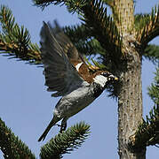 Italian Sparrow