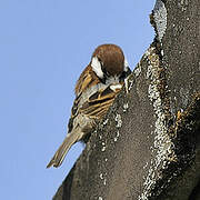 Italian Sparrow