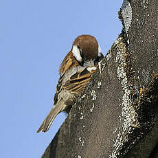 Moineau cisalpin