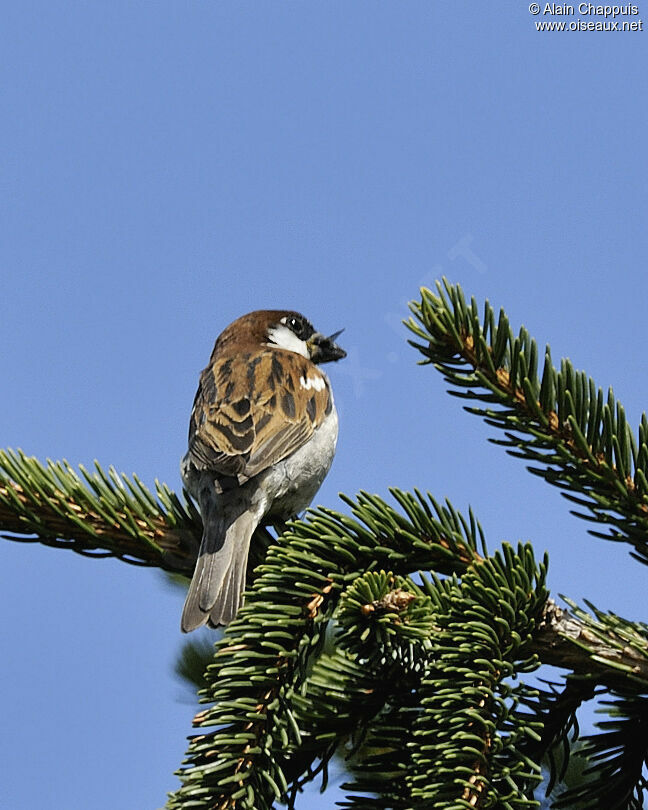 Moineau cisalpin mâle adulte nuptial, identification, régime, Nidification, Comportement