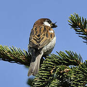 Italian Sparrow