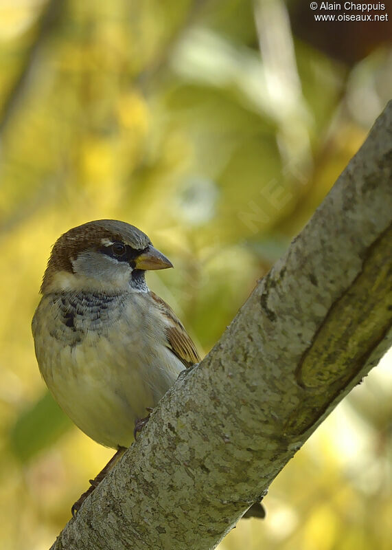 Moineau domestique mâle adulte, identification, Comportement