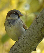 House Sparrow