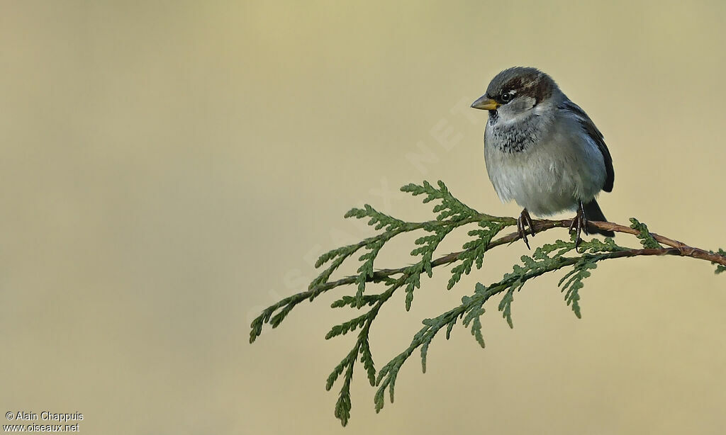 Moineau domestique mâle adulte, identification, Comportement