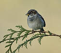 Moineau domestique