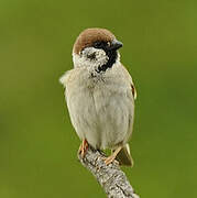 Eurasian Tree Sparrow