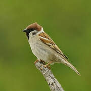 Eurasian Tree Sparrow