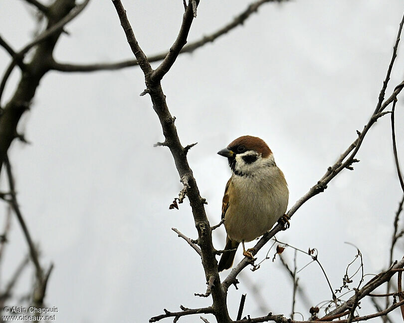 Eurasian Tree Sparrowadult, identification