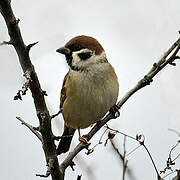 Eurasian Tree Sparrow