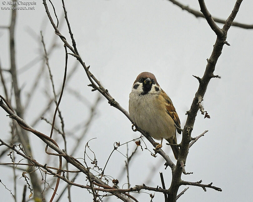 Moineau friquetadulte, identification