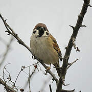 Eurasian Tree Sparrow