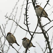 Eurasian Tree Sparrow