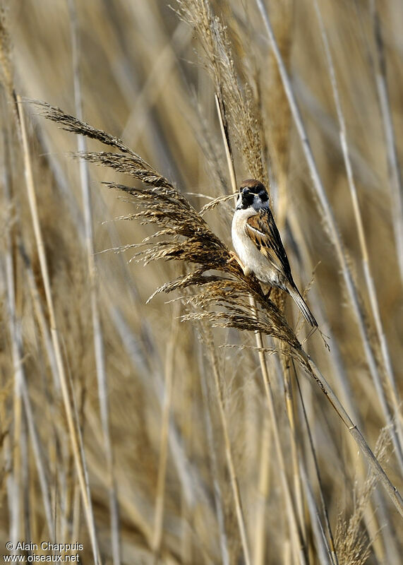 Moineau friquetadulte, identification, Nidification, Comportement