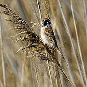 Eurasian Tree Sparrow