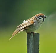 Eurasian Tree Sparrow