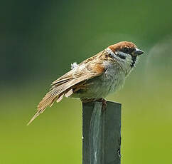 Moineau friquet