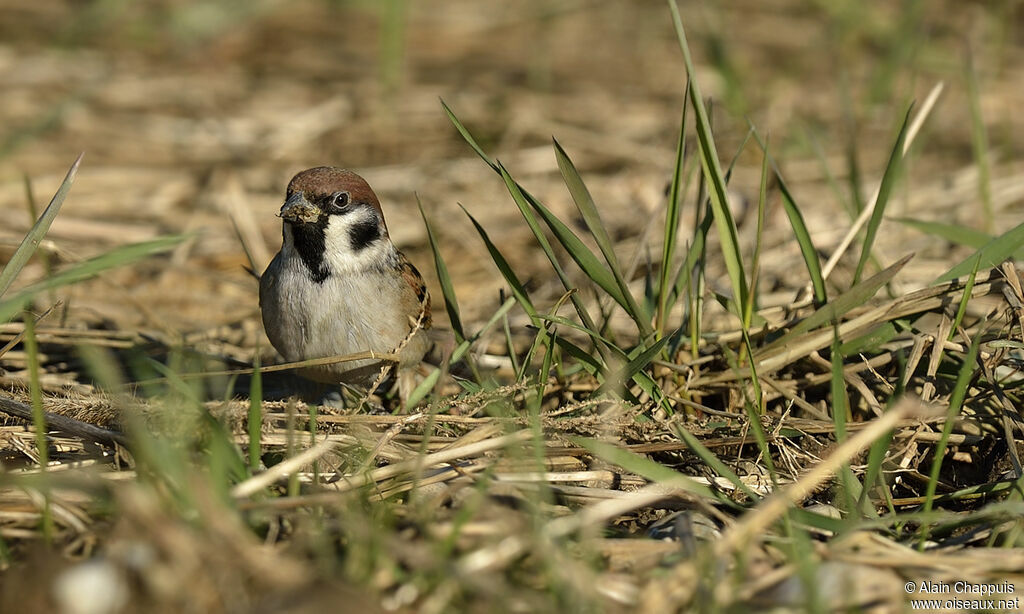 Moineau friquetadulte, identification, Comportement