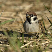 Eurasian Tree Sparrow