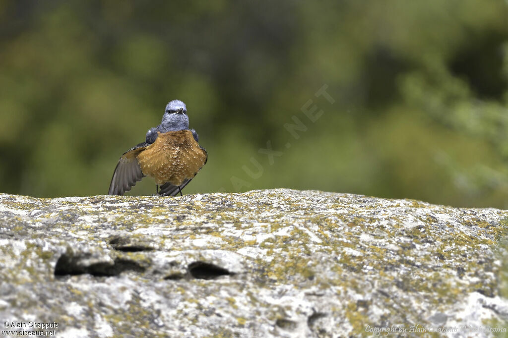 Common Rock Thrush male adult breeding, identification, close-up portrait, habitat