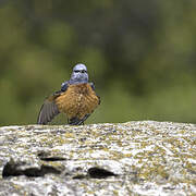 Common Rock Thrush