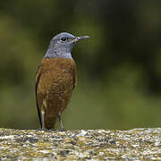 Common Rock Thrush