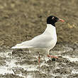 Mouette mélanocéphale