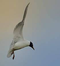 Mouette mélanocéphale