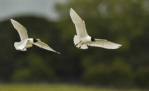 Mediterranean Gull