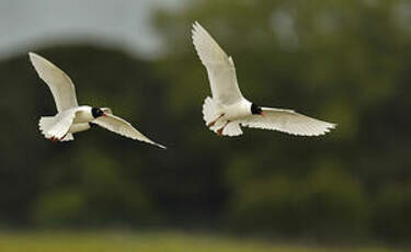 Mouette mélanocéphale