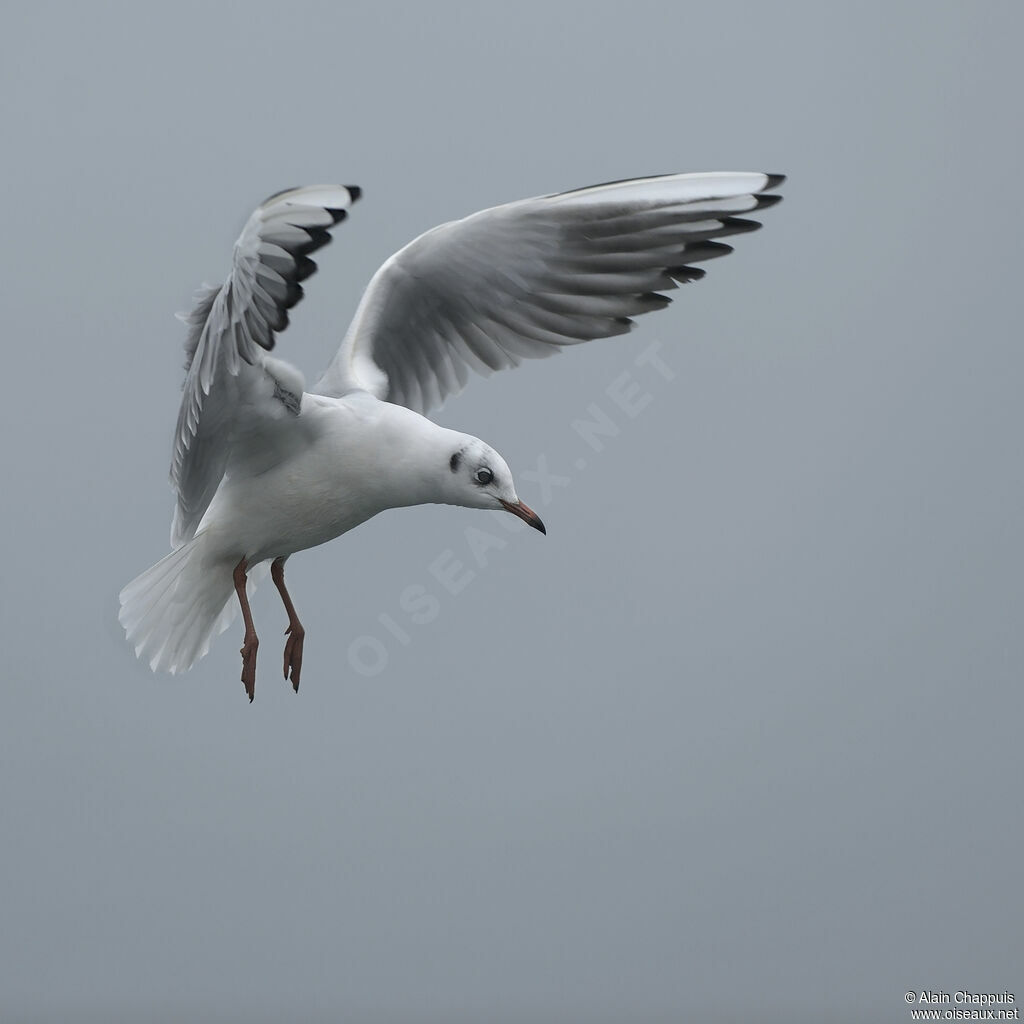 Mouette rieuseadulte, identification, Vol, Comportement