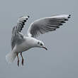 Mouette rieuse